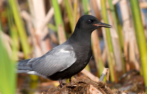 A black tern standing in a wetland