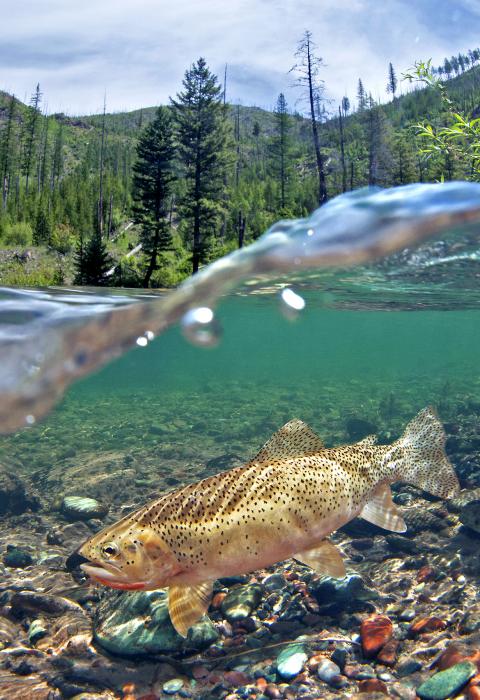 Flathead River, Montana