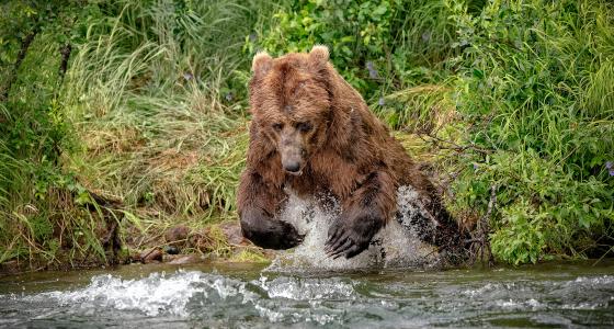 Alagnak River, Alaska