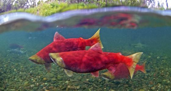 Aniakchak River, Alaska