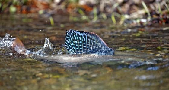Mulchatna River, Alaska