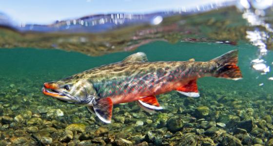 Unalakleet River, Alaska