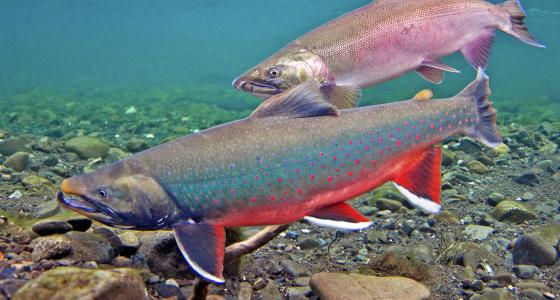 Chilikadrotna River, Alaska