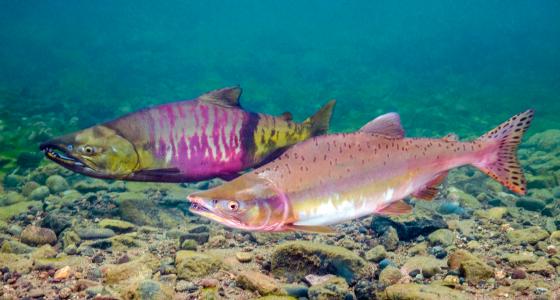 Salmon River, Alaska