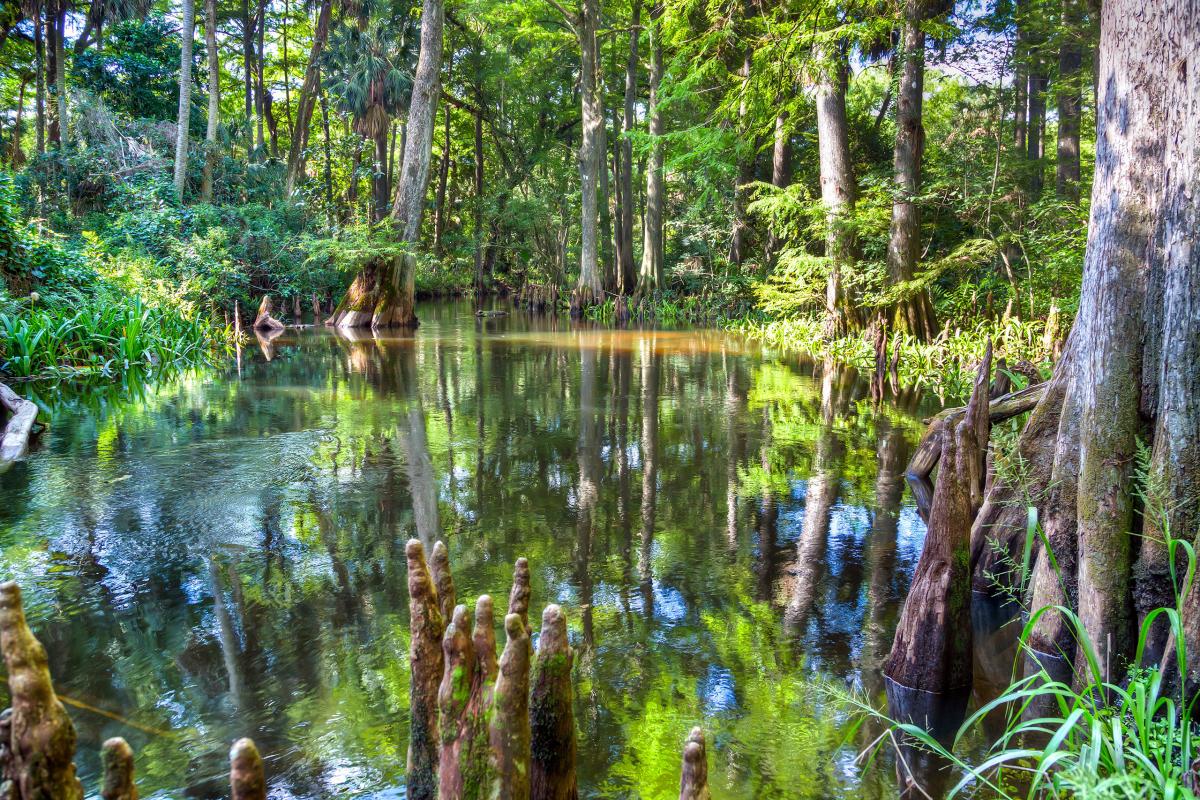 Loxahatchee River, Florida