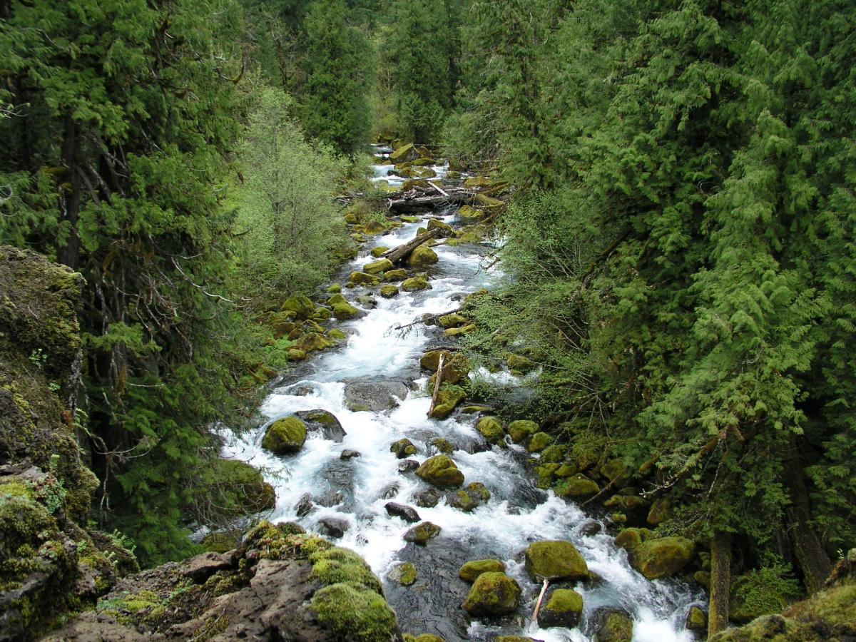 McKenzie River, Oregon