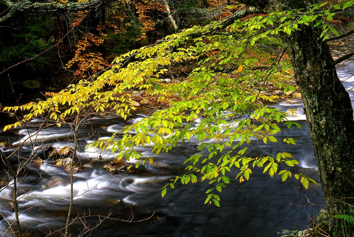 Westfield River