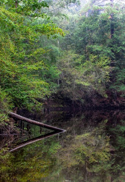 Saline Bayou, Louisiana