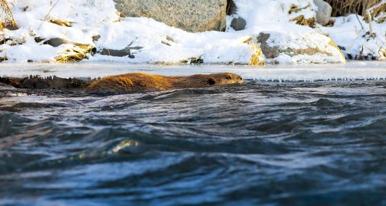 East Brank Tahquamenon River, Michigan