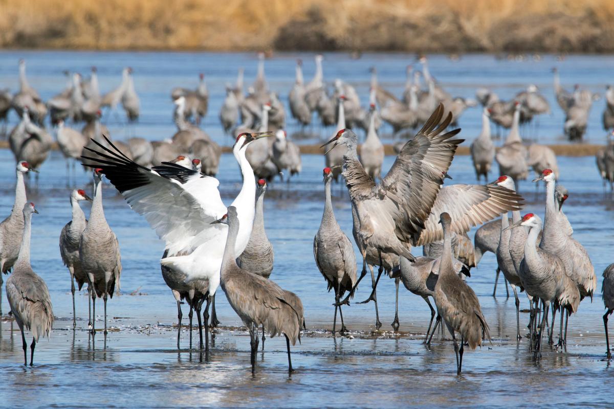 Platte River, Nebraska