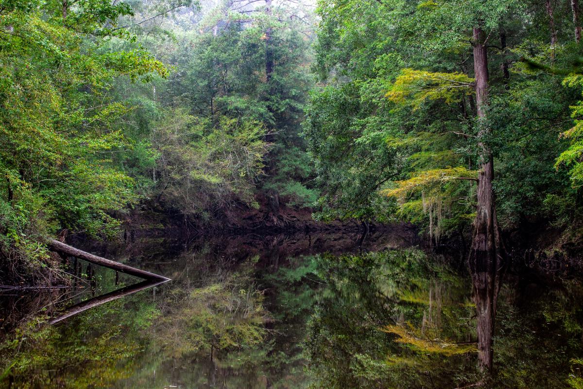 Saline Bayou, Louisiana