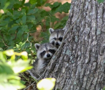 Two young raccoons peeking around trunk of tree