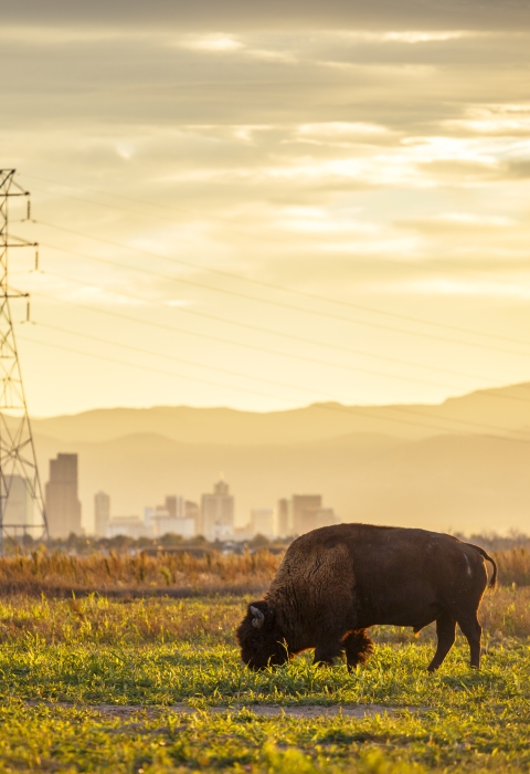 A bison grazing in the foreground with mountains and a city and electrical infrastructure in the background
