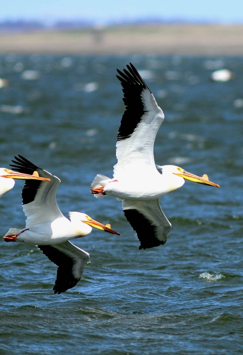 White birds with black-tipped wings and long yellow beaks fly over water at Chase Lake National Wildlife Refuge in North Dakota.