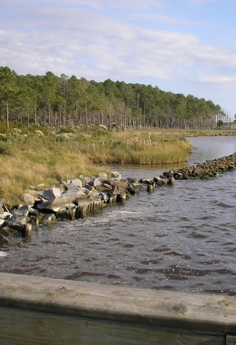 A forest fringed by grassy marsh is bordered by a partially submerged rock wall