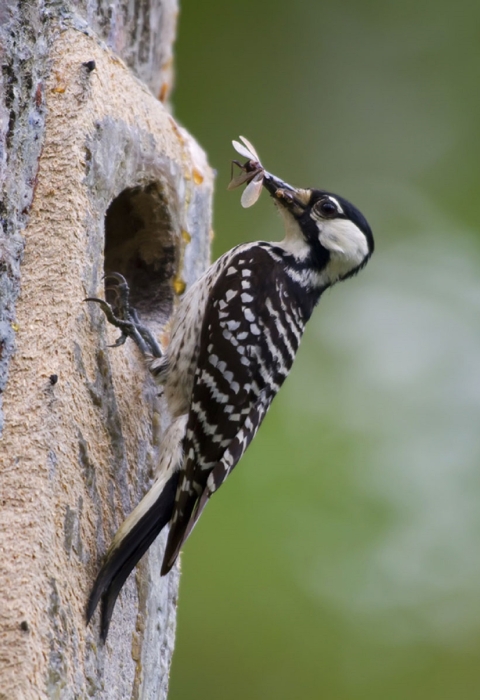 A woodpecker perched on a tree with a bug in its mouth.