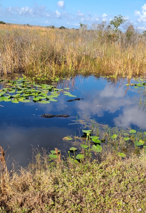 Two alligators swimming in a canal surrounded by green water lilies and sawgrass.