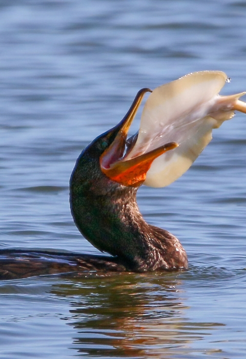 Brown cormorant floating in blue water has a pinkish-white stingray in its bill