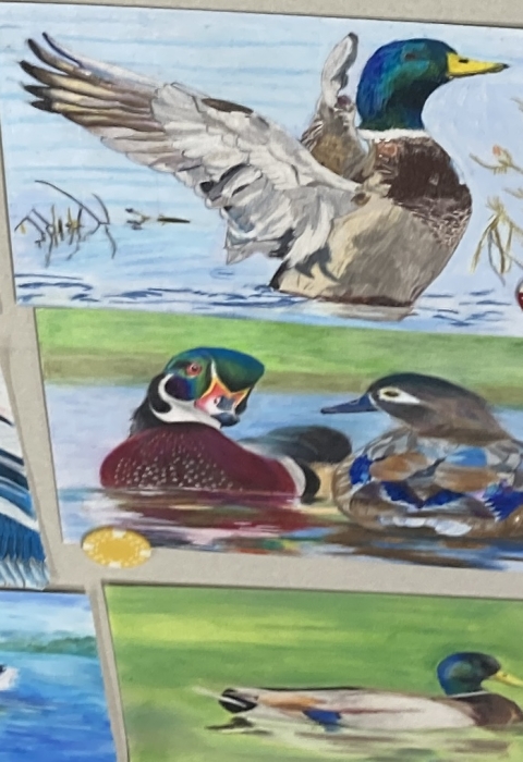 A collection of nine pieces of artwork of ducks, featuring various poses, backgrounds, and species.