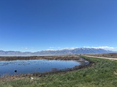 A wetland with mountains and a road visible in the background. 