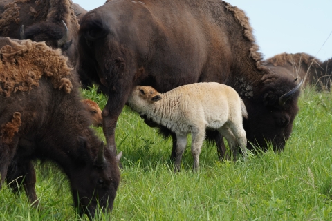 A white bison calf is nursing from its mother cow.