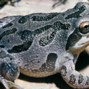 An Illinois Chorus Frog