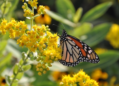 orange and black monarch butterfly on yellow stiff goldenrod flower