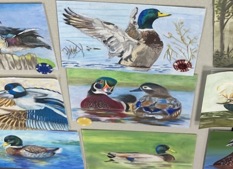 A collection of nine pieces of artwork of ducks, featuring various poses, backgrounds, and species.