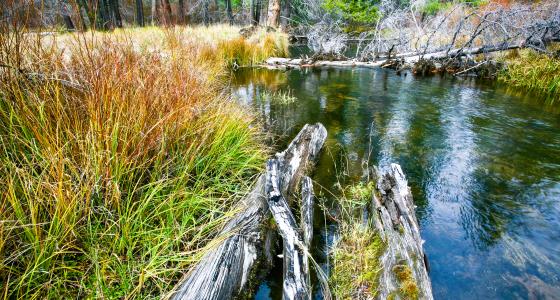 Little Deschutes River, Oregon