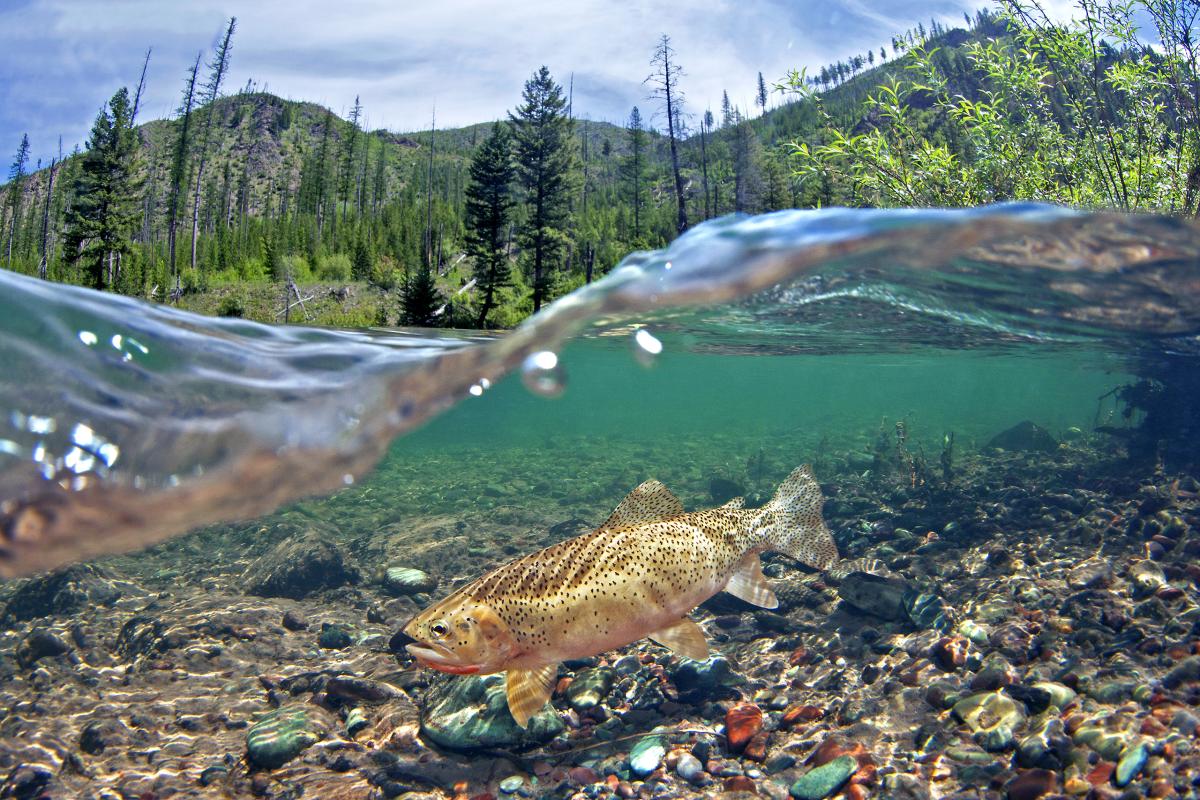 Flathead River, Montana