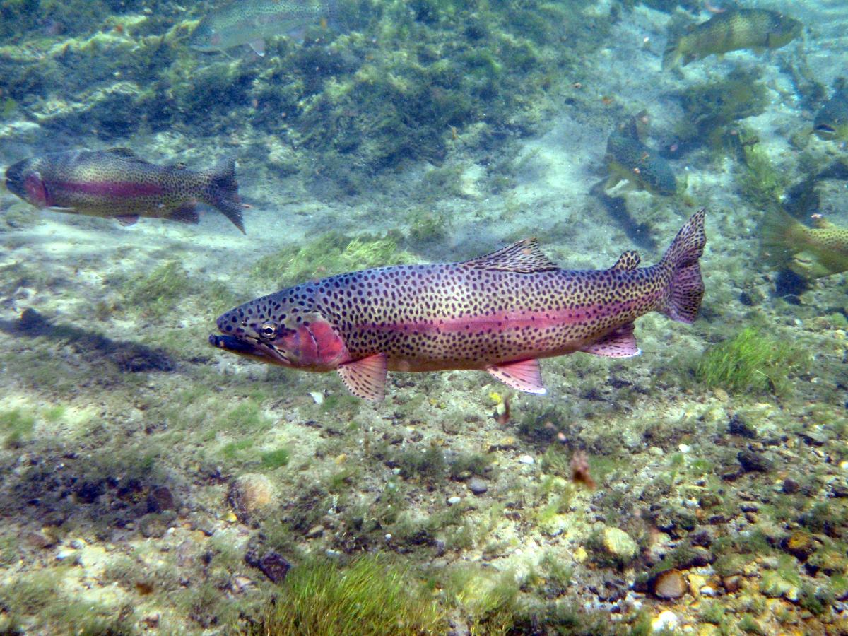 Joseph Creek, Oregon