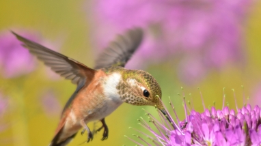 Tan colored hummingbird in mid-flight drinking from a purple flower
