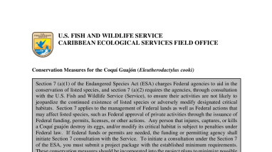 Conservation Measures for the Puerto Rican rock frog