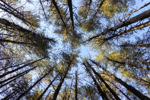Tree crowns against the sky