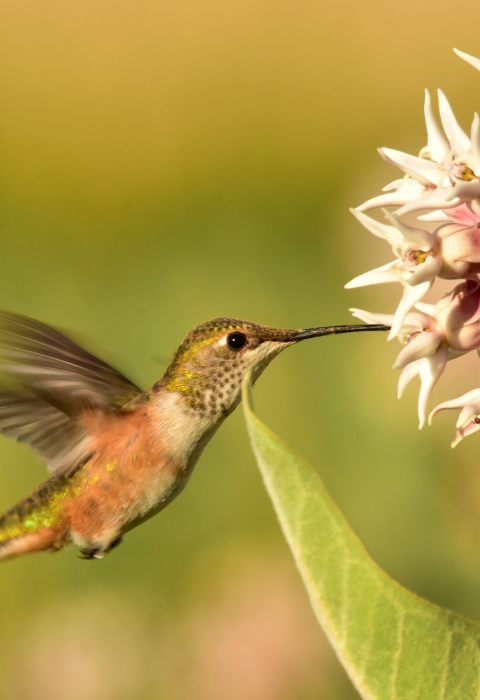 A hummingbird sips nectar from a flowering plant at Seedskadee National Wildlife Refuge in Wyoming.