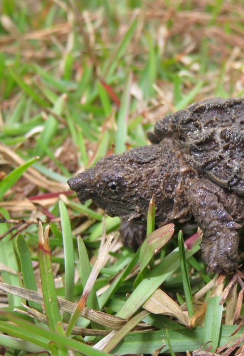 A rescued young alligator snapping turtle on a grassy field.