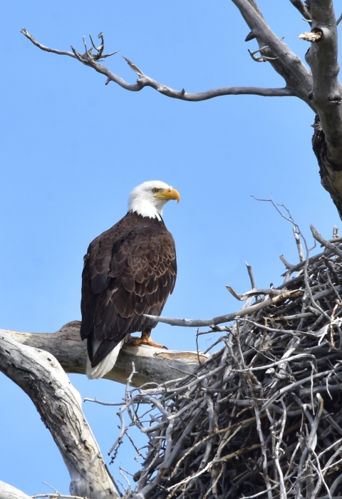 Two bald eagles perched along a nest