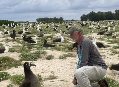 Wildlife biologist, Jon Plissner, observing black-footed albatross nest at Midway