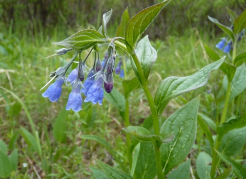 Closeup of bluebell flower
