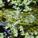 Spotted frog rests on the surface of a pond, surrounded by duckweed.