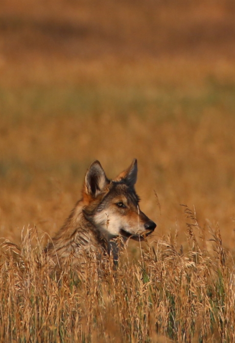 gray wolf pokes head over tall brown grass