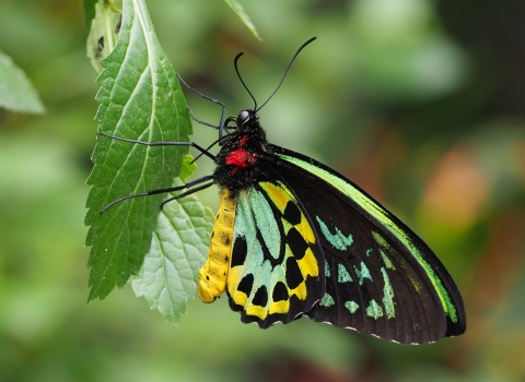 Queen Victoria's birdwing butterfly perched on a leaf