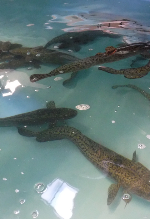 Adult Burbot in holding tanks