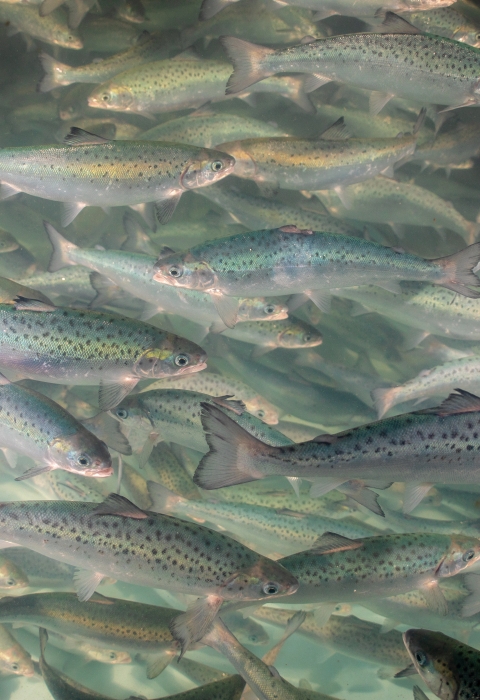 A group of silver fish with black speckles swim together.
