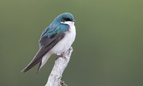 Blue and white bird