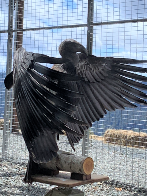 Hlow Hoo-let flaps his wings in the flight pen