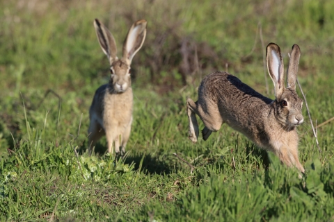 Two black-tailed jackrabbits running.