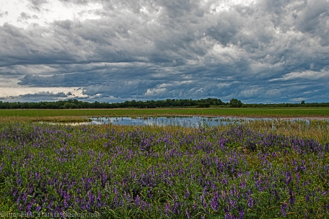 Spring scene, flowers in bloom