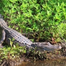 Brown-gray 6 foot alligator right at water's edge, on a green canal bank 