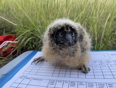 Fluffy owl nestling rests on top of some data research papers with grass behind. 